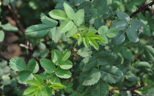 '<i>R. xanthina</i> var. </i>allardii</i> hort.' rose photo