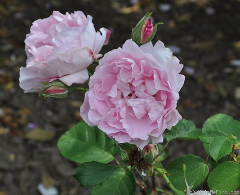 'Madame Ancelot' rose photo