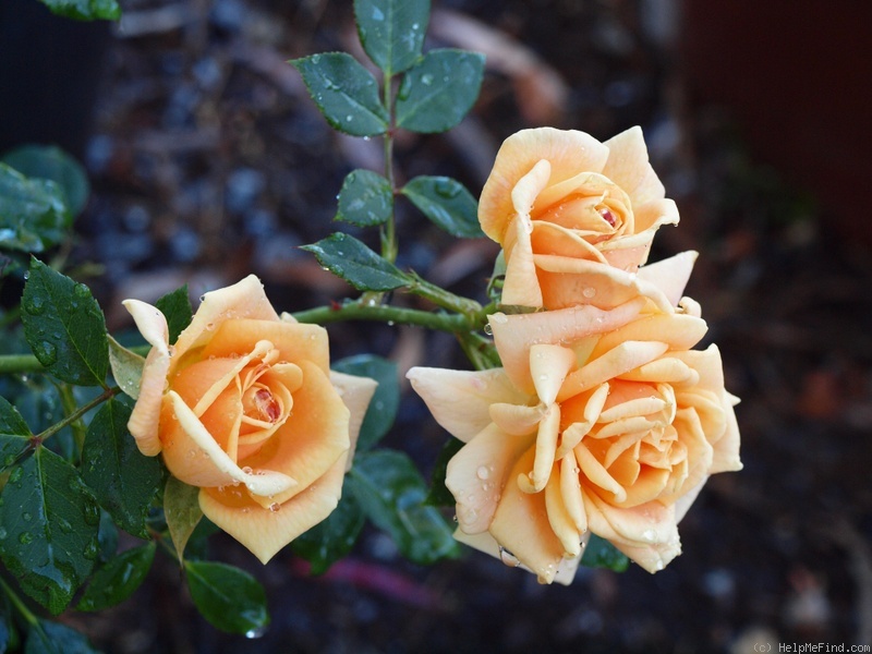 'Loving Touch ™' rose photo