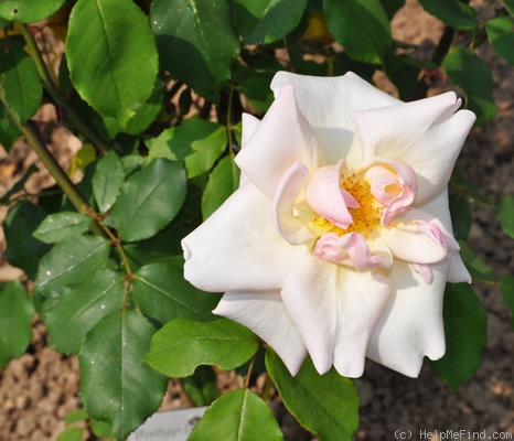 'Bishop Darlington' rose photo