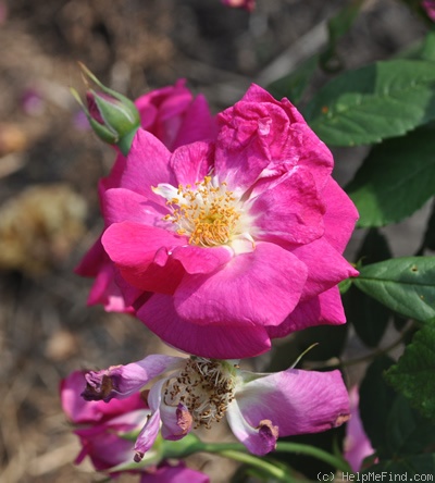 'Amadis (boursault, Laffay before 1826)' rose photo