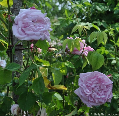'Lady Waterlow' rose, click to enlarge 'Lady Waterlow' rose photo