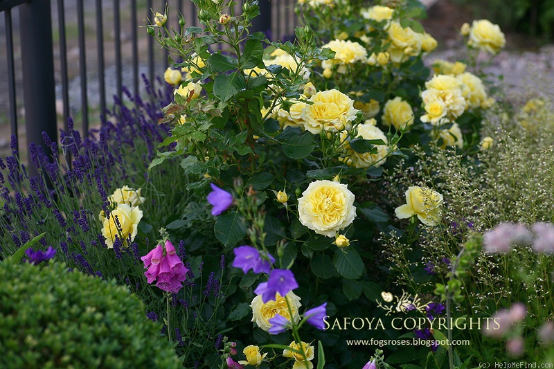 'China Girl' rose photo