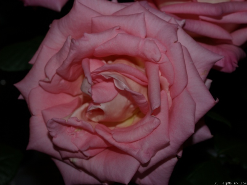 'Perli' rose photo