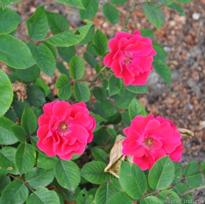 'Uetersen ® (shrub, Tantau, 1938)' rose photo