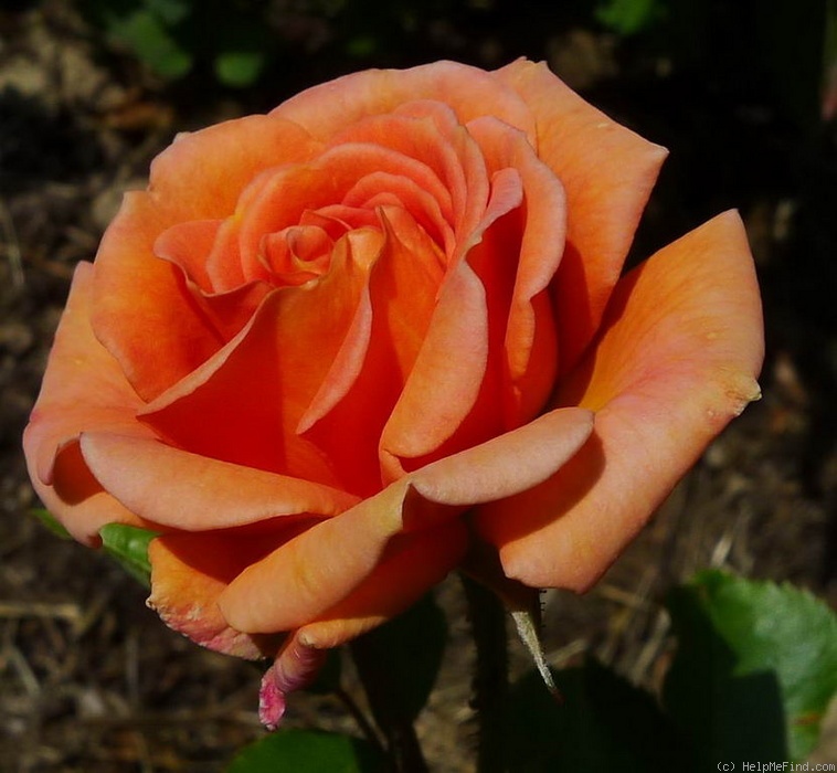 'Gandhi' rose photo