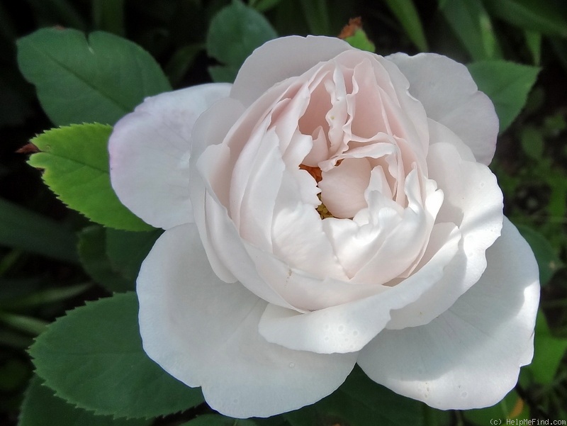 'Merveille de Lyon' rose photo