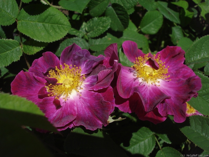 'La Belle Sultane' rose photo