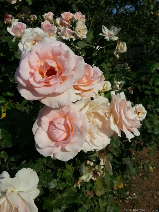 'Johann Strauss ®' rose photo