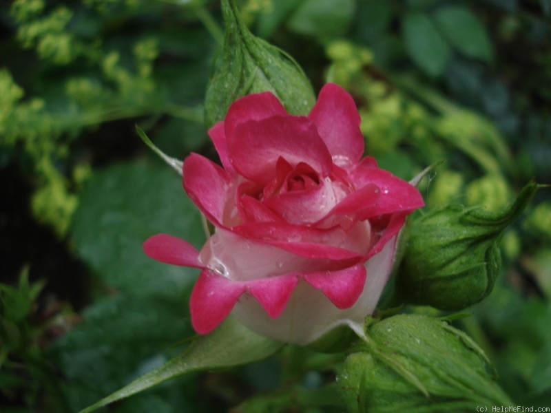'Super Disco de Meilland' rose photo