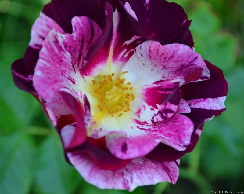 'Purple Splash ®' rose photo