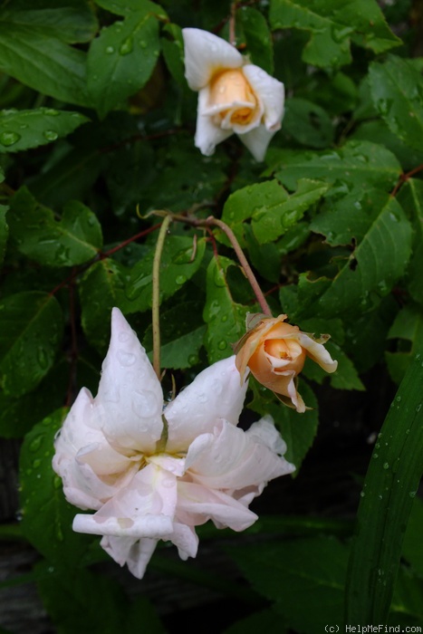 'Perle d'Or (polyantha, Rambaux, 1875)' rose photo