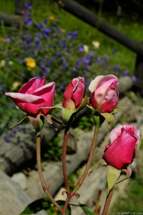 'Papillon (China, unknown, 1826)' rose photo