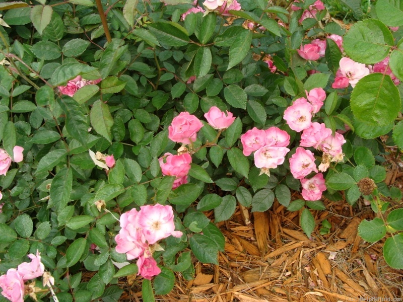 'A3908' rose photo