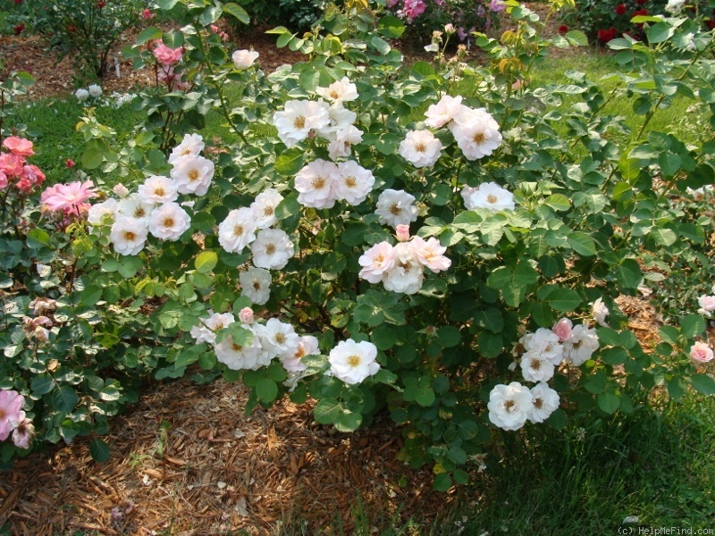 'B3602' rose photo