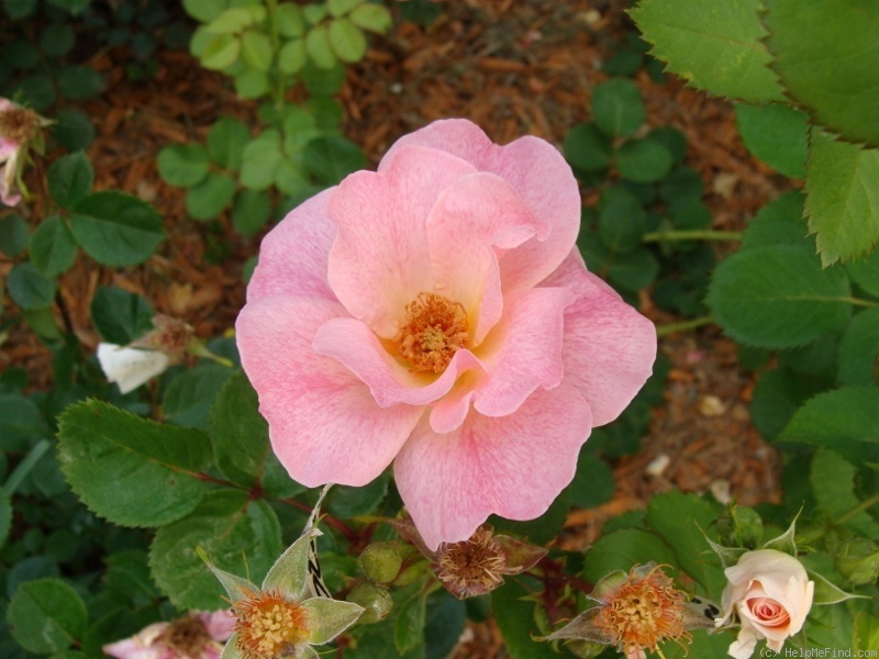 'B2702' rose photo