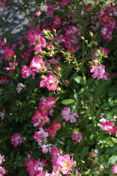 'New York Botanical Garden'  photo