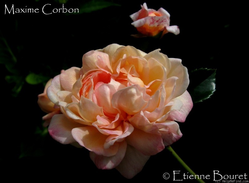 'Maxime Corbon' rose photo