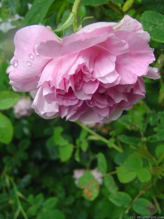 'Blush Damask' rose photo