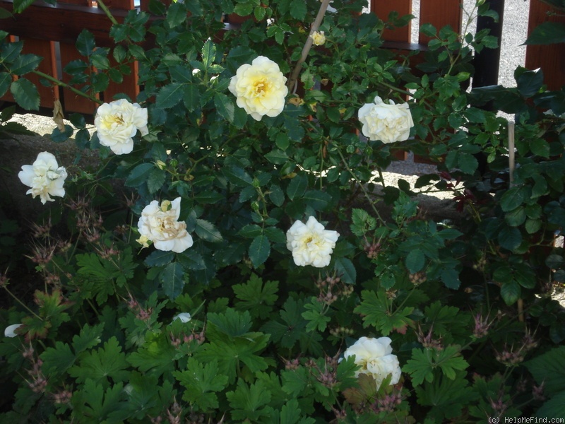 'Leverkusen' rose, click to enlarge 'Leverkusen' rose photo
