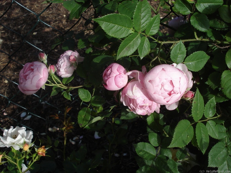 'Raubritter (Shrub, Kordes, 1936)' rose photo