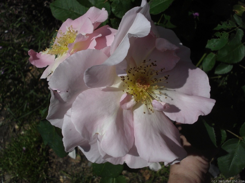 'Marinette (shrub, Austin, 1995)' rose photo