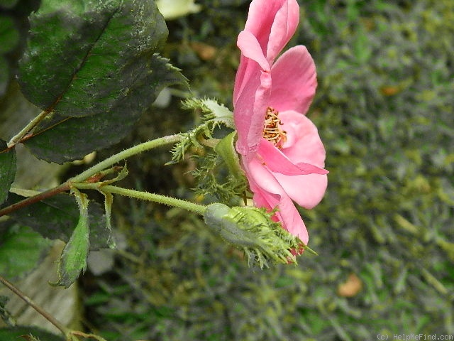 '7-82-9' rose, click to enlarge '7-82-9' rose photo