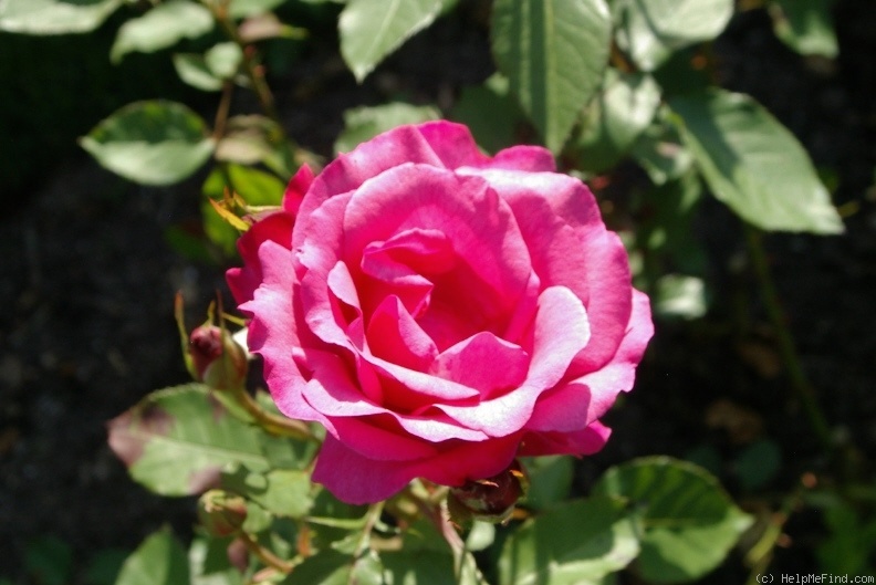 'Planten en Blomen' rose photo