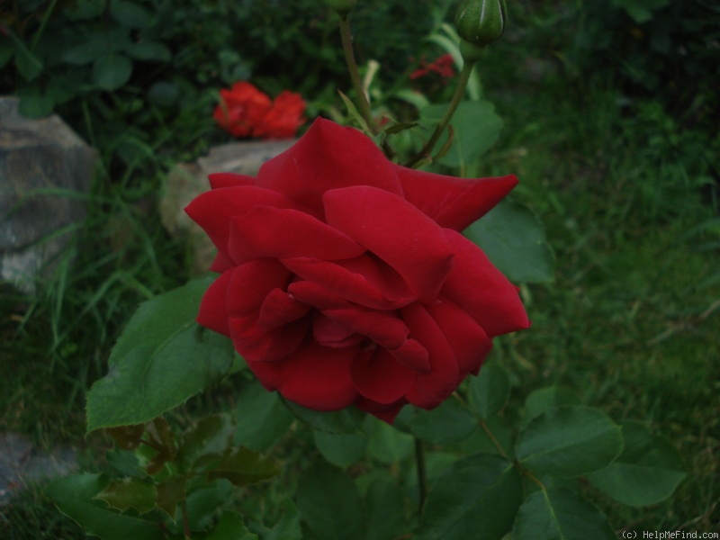 'Isabel Renaissance' rose photo