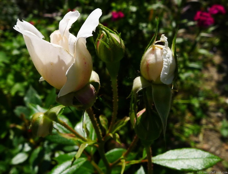 'Queens Jubilee Rose' rose photo