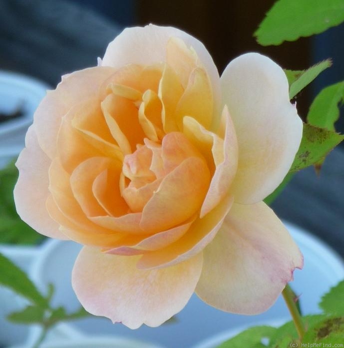 'Süden' rose photo