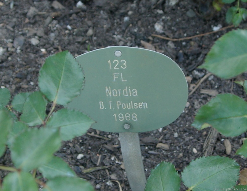 'Nordia' rose photo