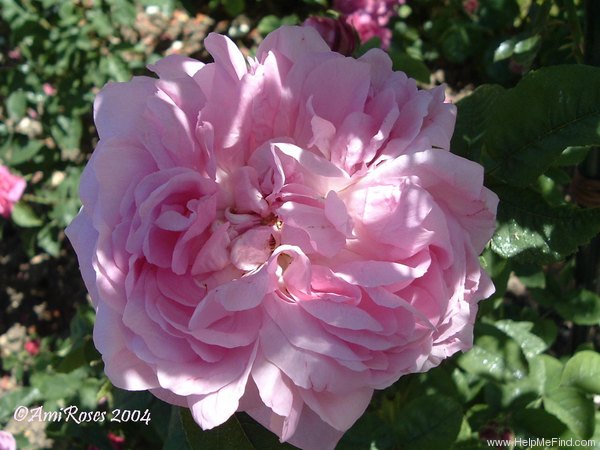 'Marquise de Mortemart' rose photo