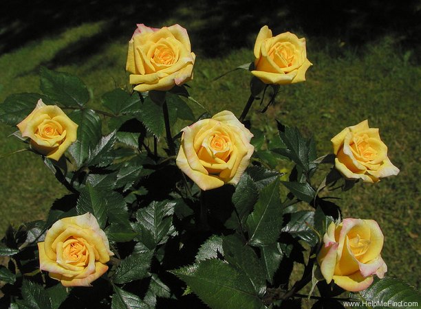 'Golden Topas' rose photo