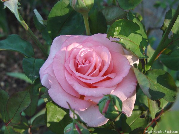 'Helen Keller ® (hybrid tea, Barni, 1991)' rose photo