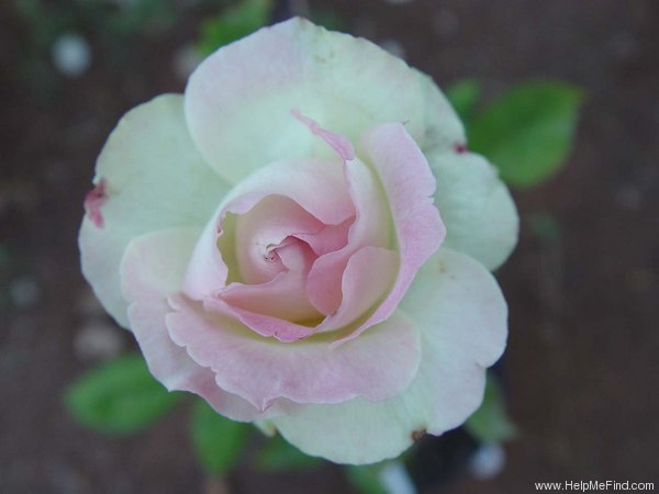 'Mint Julep' rose photo