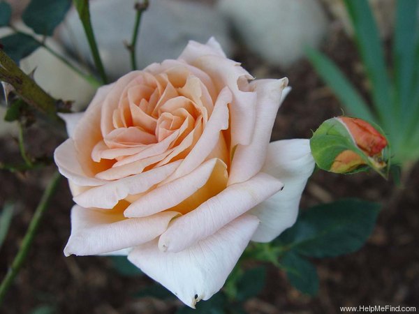 'Special Occasion' rose photo