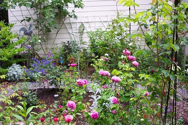 'Allegra and Barry Smith' , click to enlarge 'Allegra and Barry Smith'  photo