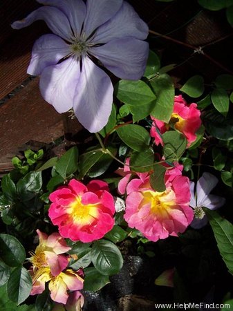 'Réveil Dijonnais' rose photo