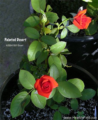 'Painted Desert' rose photo