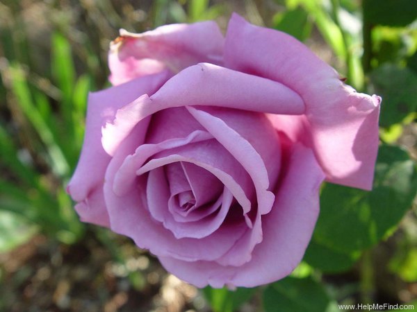 'Charles de Gaulle ®' rose photo