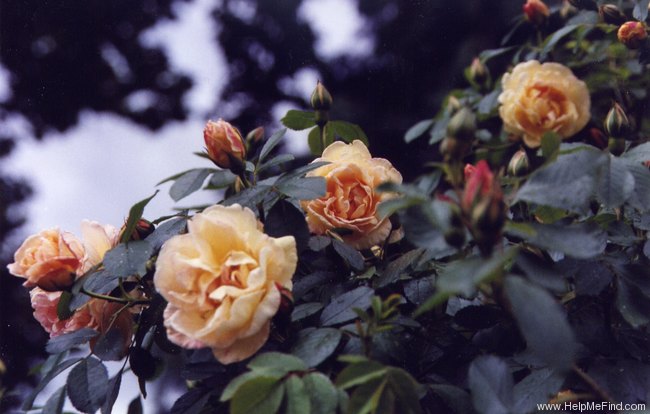 'Frühlingsduft (Hybrid Spinossima, Kordes, 1949)' rose photo