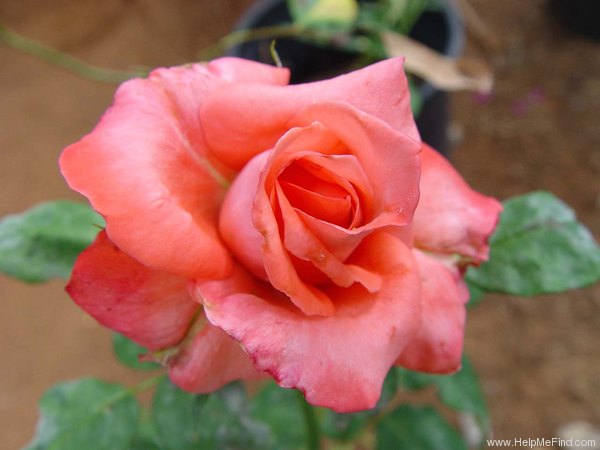 'Miss Elvis' rose photo