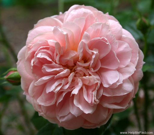 'Colette (climber, Meilland, 1994)' rose photo