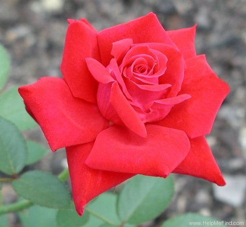 'King of Hearts' rose photo