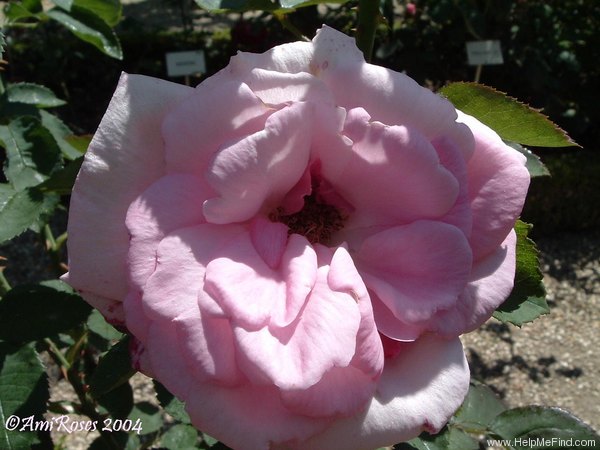 'Mrs. George Dickson' rose photo