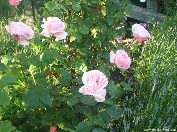 'Queen Elizabeth (Hybrid Tea, Lammerts before 1951)' rose photo