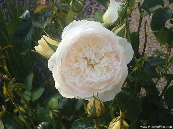 'Ludlow Castle' rose photo