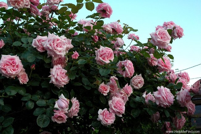 'Hagoromo' rose photo
