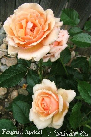 'Fragrant Apricot ™' rose photo
